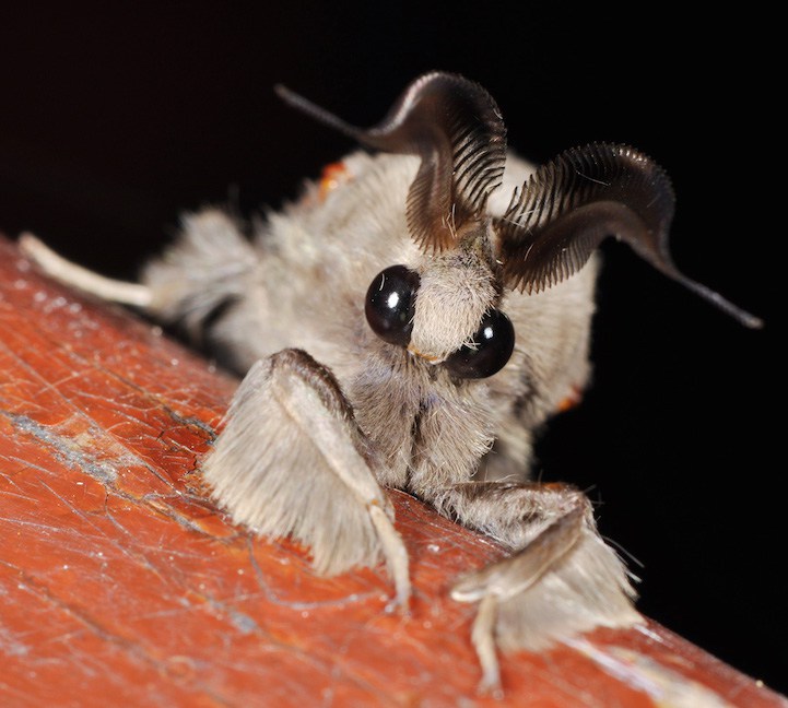 " Poodle Moth " , أو "عثة البودل" Poodlemoth2