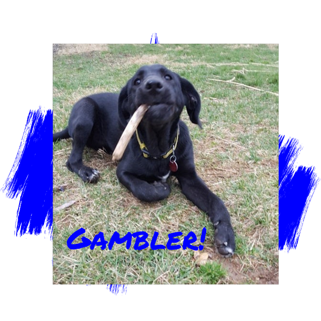Black Labrador Retriever Dog