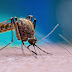 Dengue cresce no Distrito Federal 