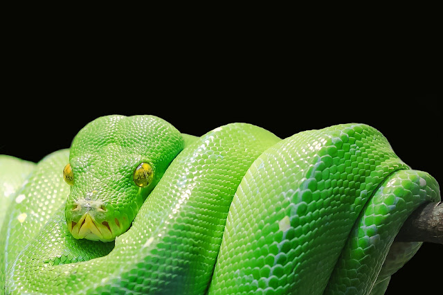 python python