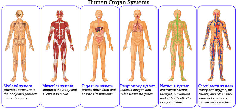 Sistem organ terbentuk dari kumpulan organ dengan fungsi tertentu. di bawah ini kelompok organ pence