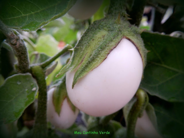 PLANTA-OVO - ( Solanum ovigerum )