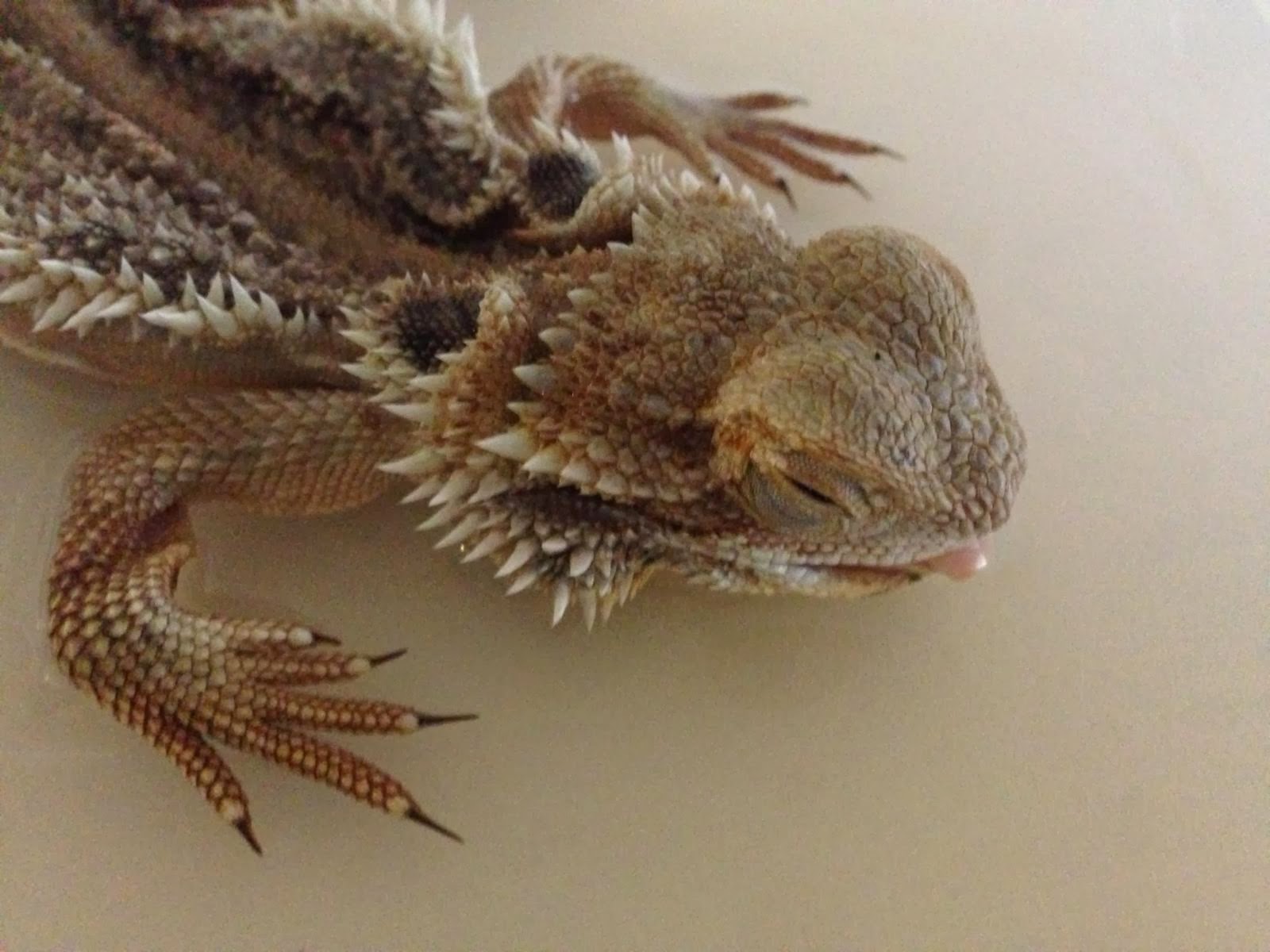 BEARDED DRAGON photos - wallpapers.