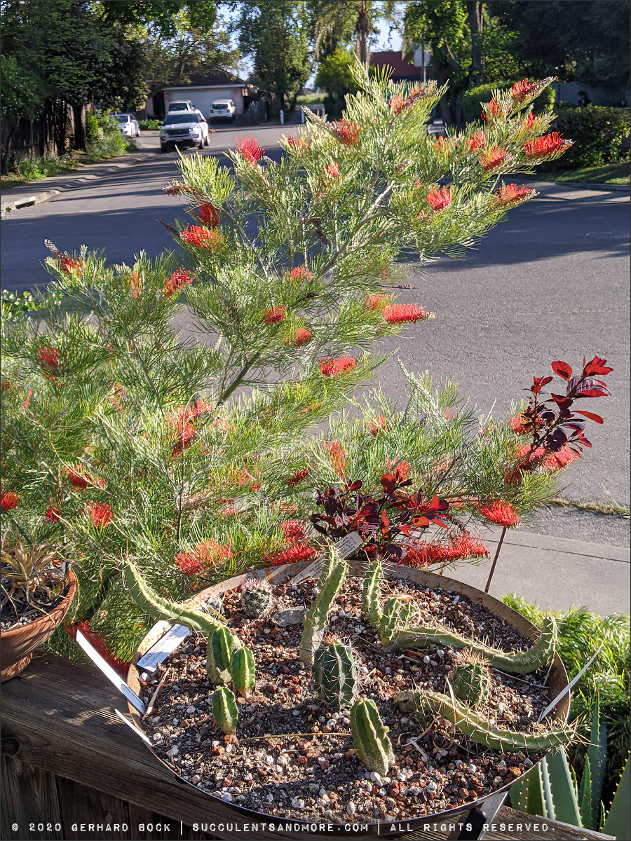 First major heat wave victim Grevillea 'Kings Fire'