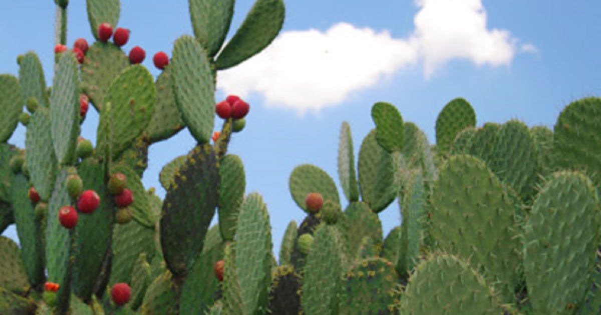 Recetas Saludables con Vegetales TUNA O NOPAL