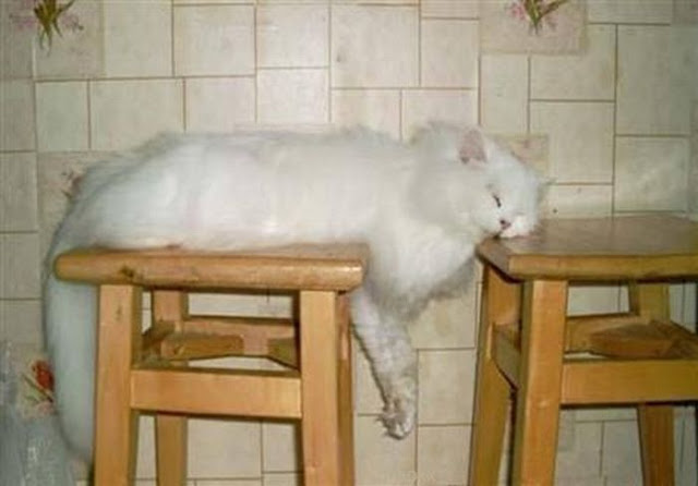 funny cat sleeps