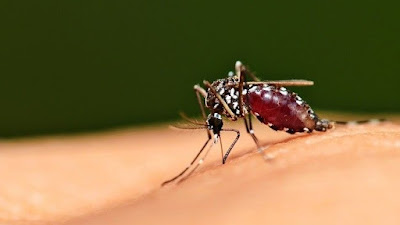 Kasus Malaria di Sulut Turun Signifikan, apa rahasianya?