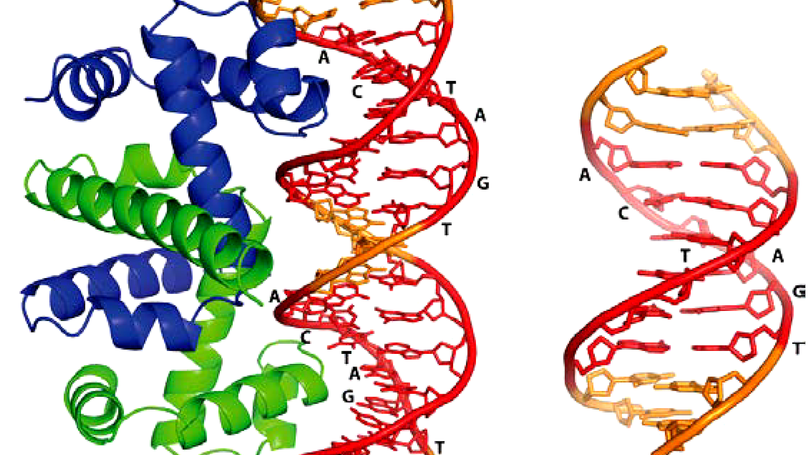 Dna Protein Interaction Protein Choices