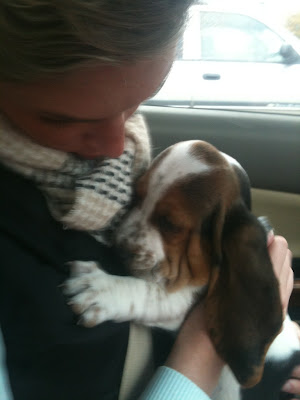 basset puppy