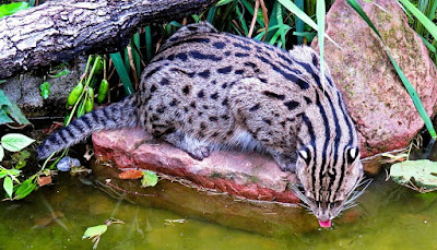 there is no reason to panic when see fishing cat 3