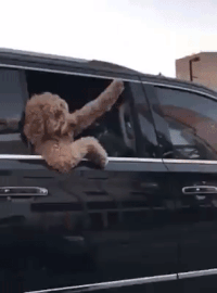 gif cachorro janela de limousine