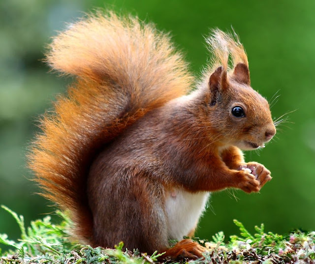 How to get rid of ground squirrels - repellent and deterrent ideas How to get rid of ground squirrels - repellent and deterrent ideas