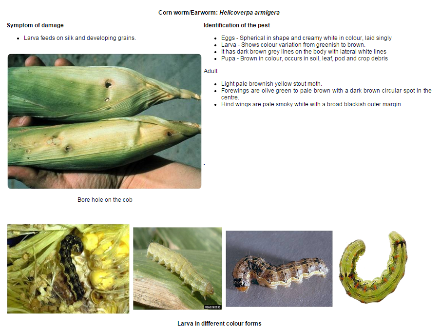 Seed Treatment of Maize Pests control in maize using Dantotsu
