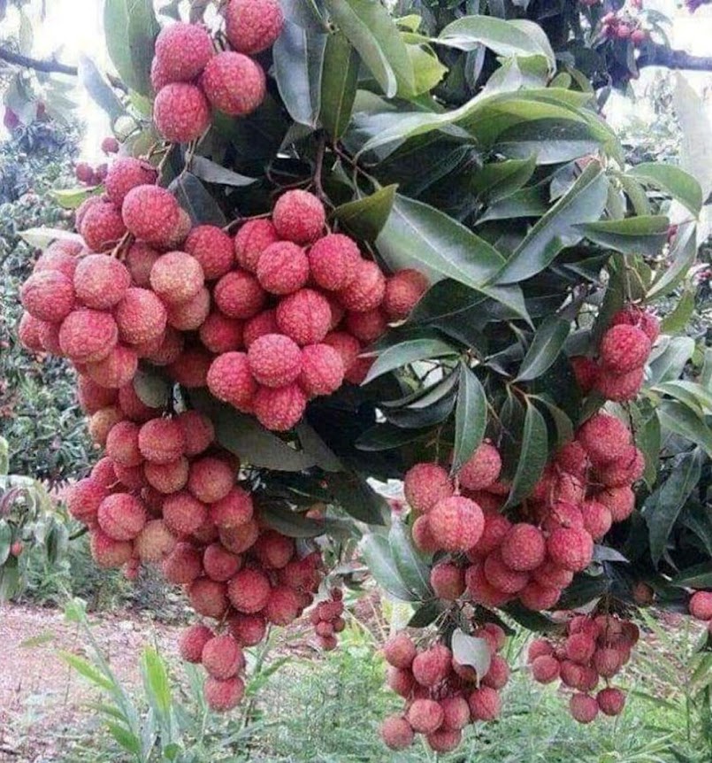 BIBIT LECI MERAH FRESS CANGKOK CEPAT BERBUAH BISA BAYAR DI TEMPAT Pekalongan