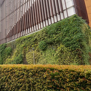 TUKANG TAMAN VERTICAL GARDEN TUBAN