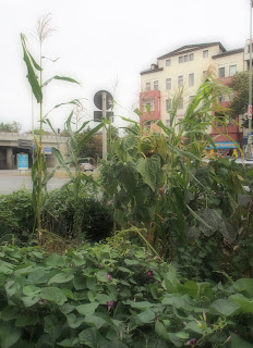 Berlin, Canada und überhaupt... Urbanes Gärtnern in Berlin oder ein