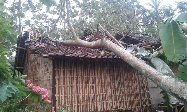 Akibat Hujan Angin Di Desa Kalibaru Wetan, 3 Rumah Rusak Parah 