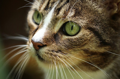 alt="gato de edad avanzada propenso a la insuficiencia renal cronica"