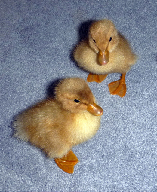 The History of The Saxony Duck Breed Fresh Eggs Daily®