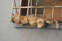 Gatos durmiendo en posiciones insólitas