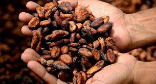 Almendras de cacao.