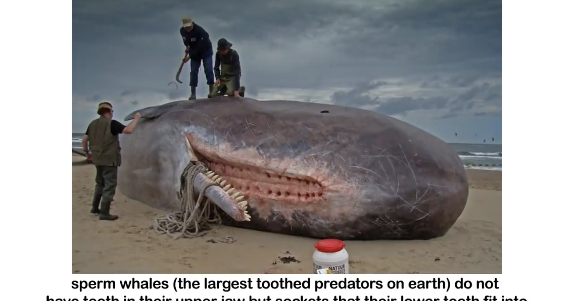 Sperm whale facts image