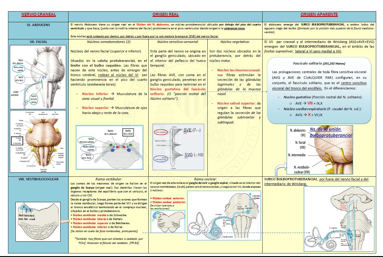Origenes Aparentes Y Reales De Los Pares Craneales notchconsulting.blog