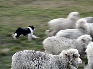 alt="perro pastor moviendo a las ovejas"