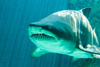 shark-uncensor world