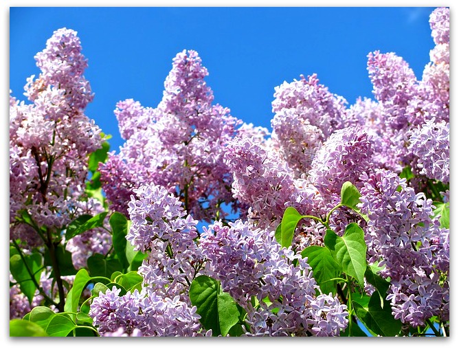 A Wandering Botanist Plant Story Lovely Lilacs
