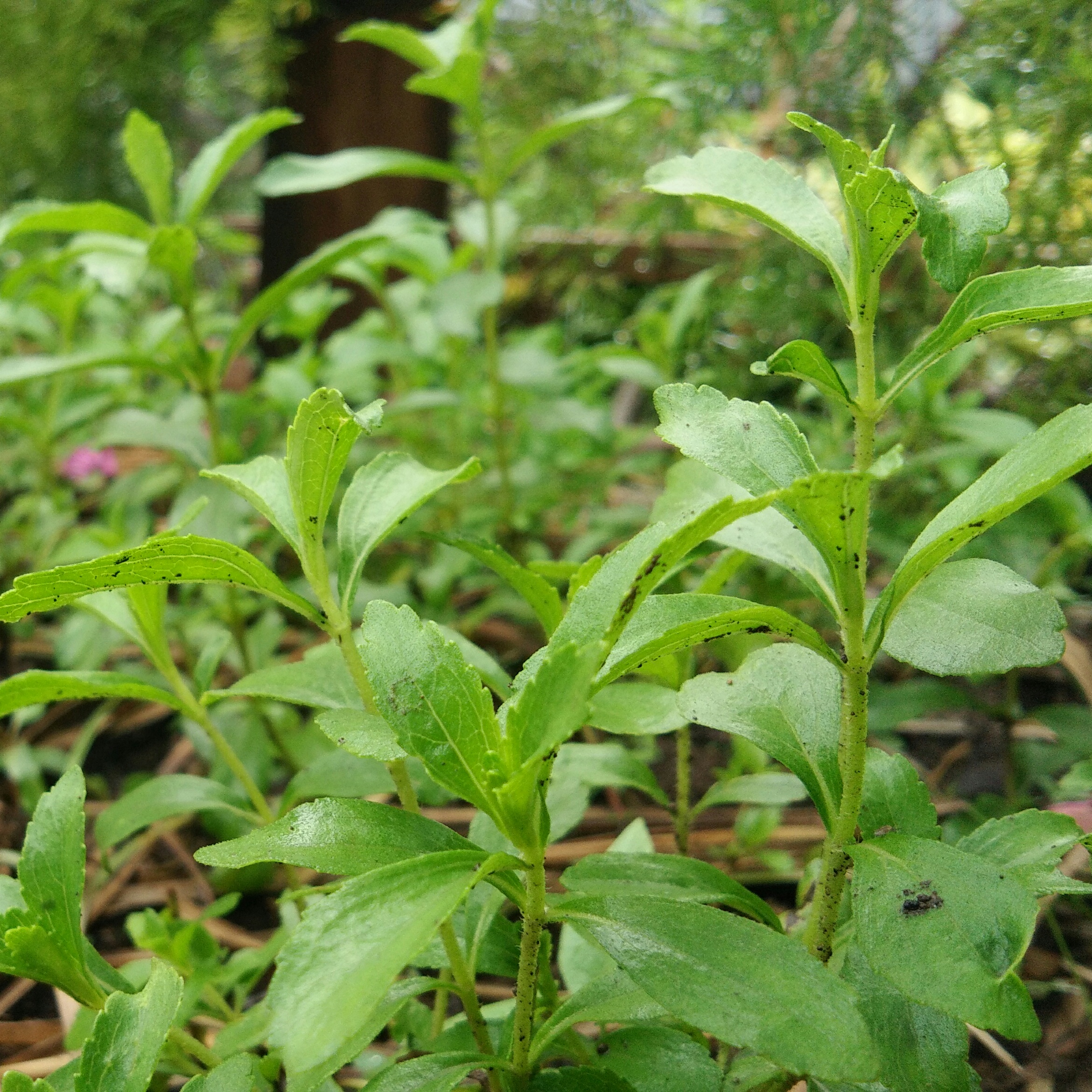 How to Grow Stevia Plant at Home in the Philippines