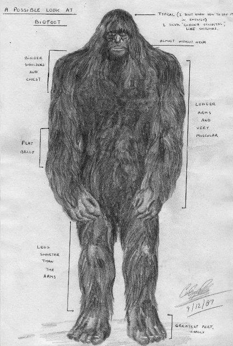 Sketch Artist Bigfoot Drawing From 1987 | Bigfoot Research News