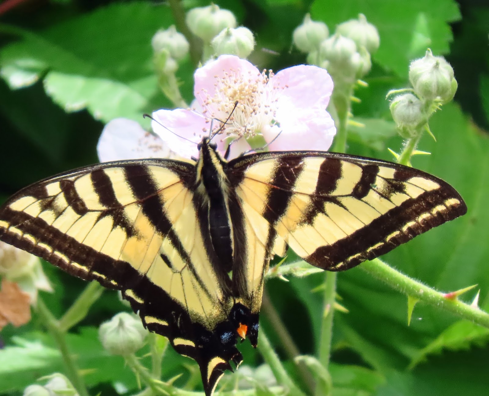 Cascade Ramblings: Western Tiger Swallowtail Butterfly