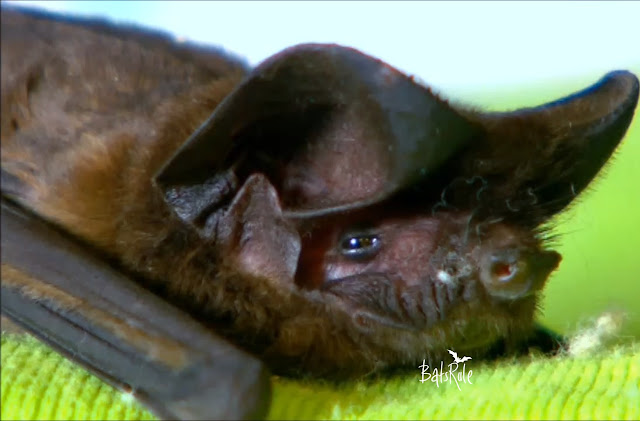Australian Bat Clinic and Totally Wild | Microbats
