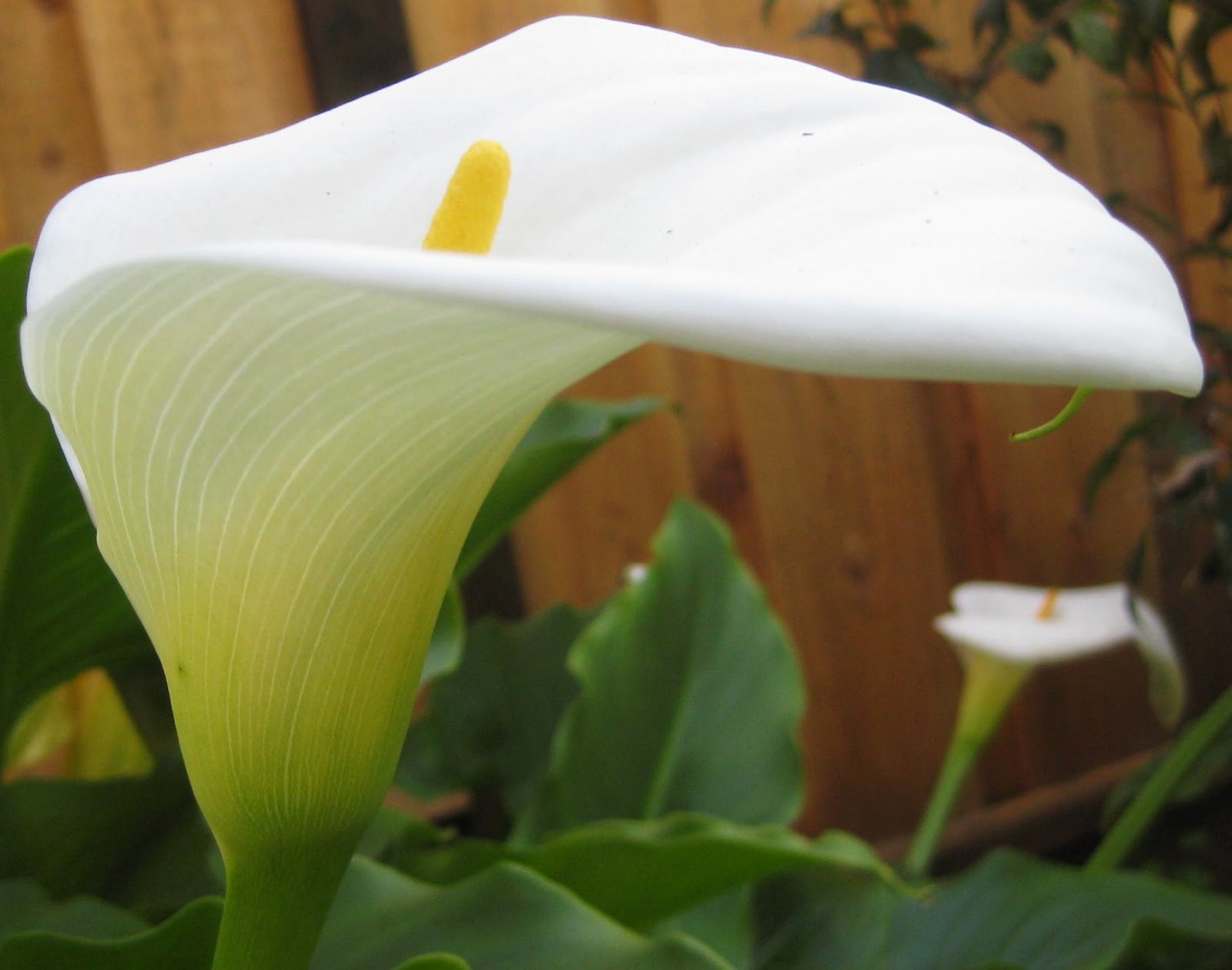 LJ's Mystery Reviews It Is Purely My Opinion PhotoaDay Day 16