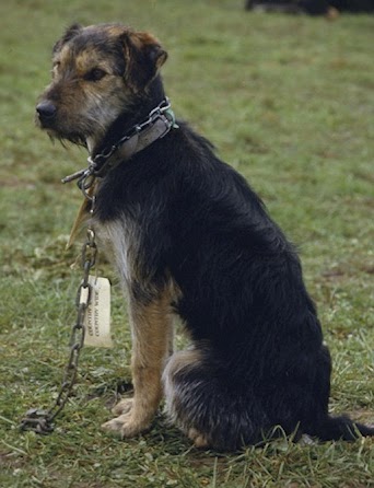 farm dogs for sale farm dogs for sale