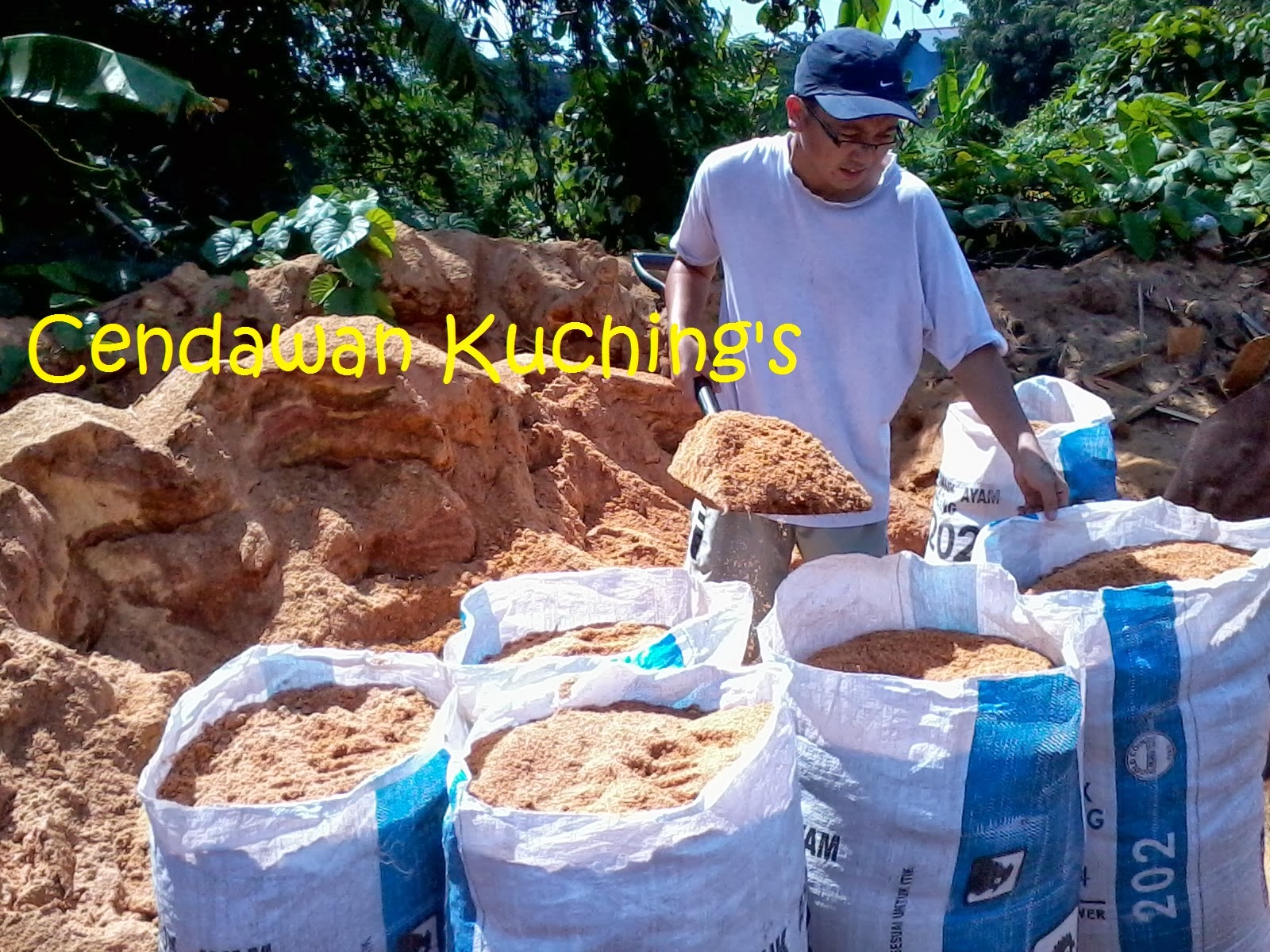 Cendawan Kuching Habuk kayu.. Sampah berharga..