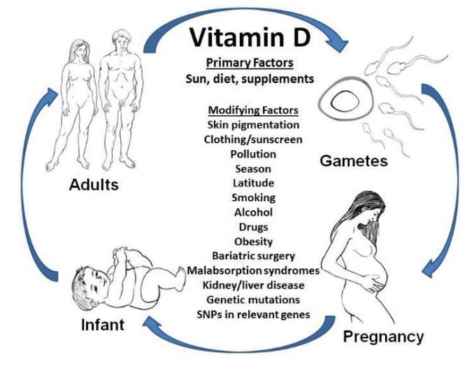 Final ProjectLara 308 Nutritional Requirement across the Lifespan