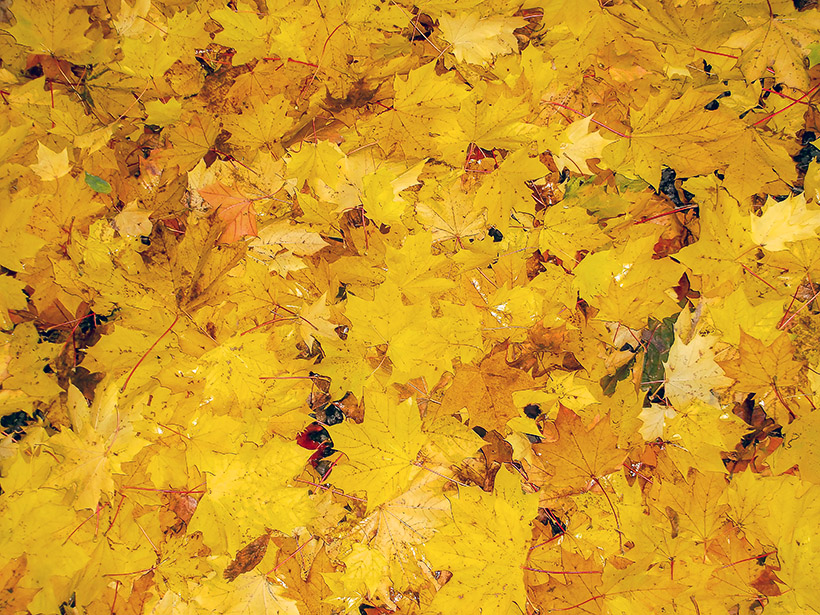 Jesień złota - pożółkłe jesienne liście