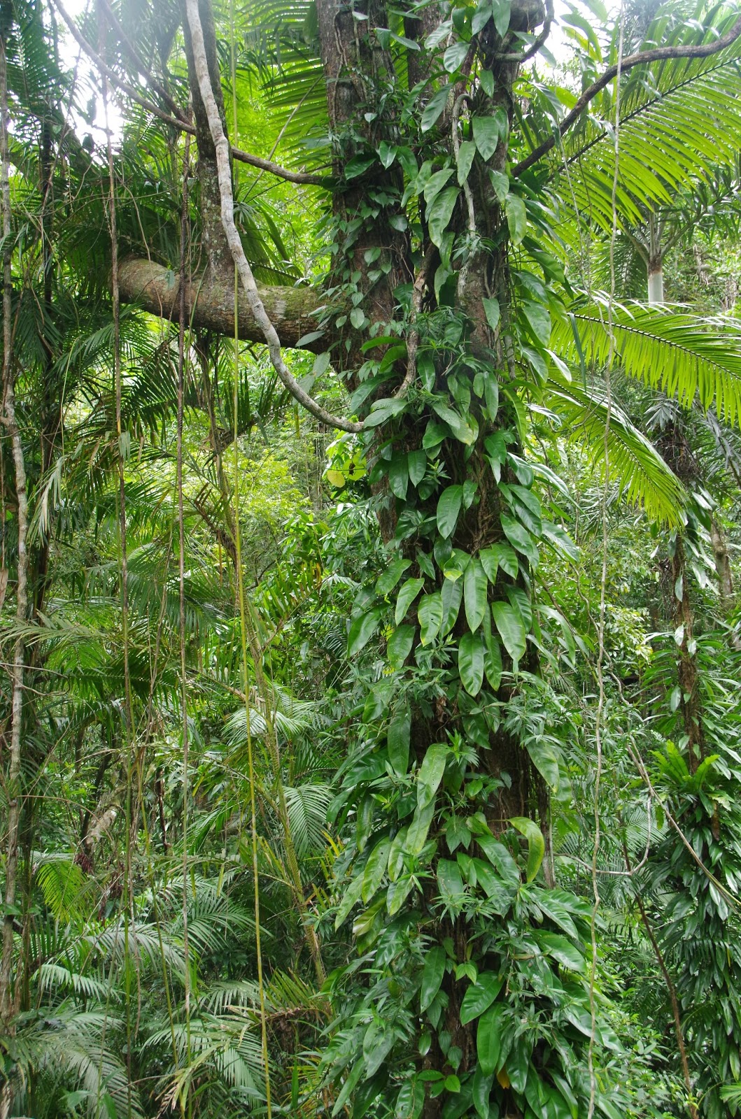 Hart Family: World Tour of Australia: Daintree..Rainforest