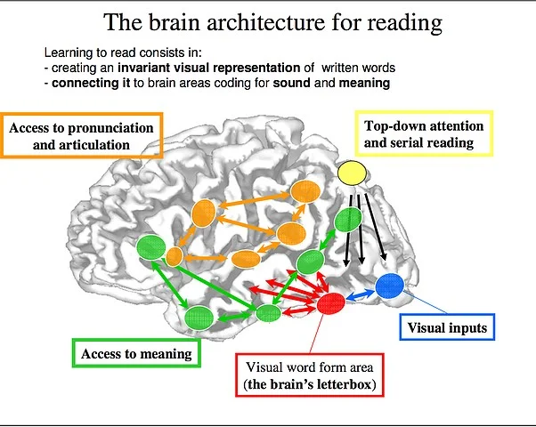 Arquitetura cerebral de leitura