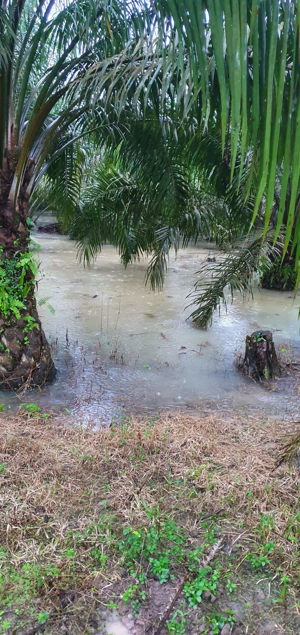 Warisan Petani: Padang Ragut Banjir