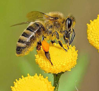 Mahunag – Karna Of Mahabharat Worshipped In Honeybee Form In Himachal Pradesh