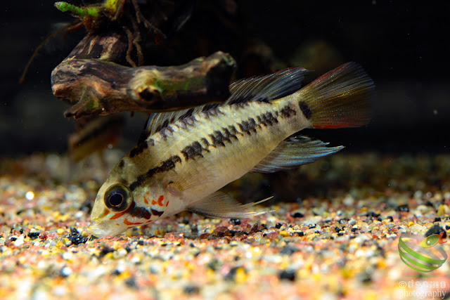 Apistogramma sp. rotflecken / sp. D28