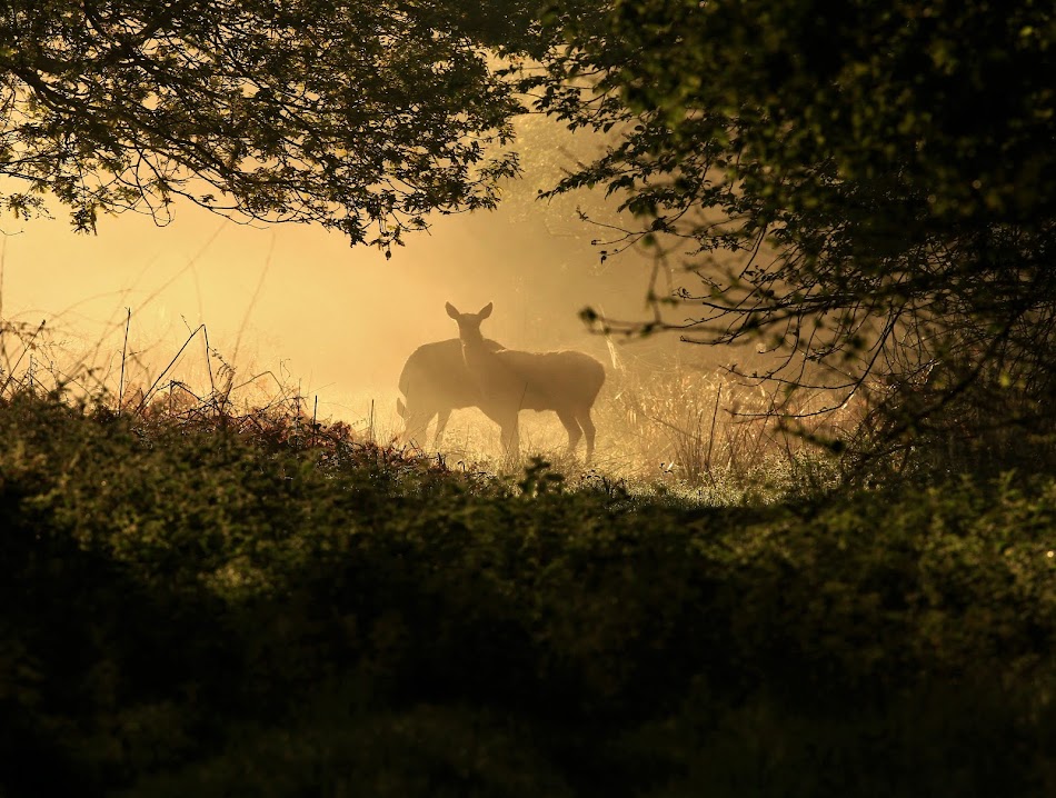 Breckland Birder