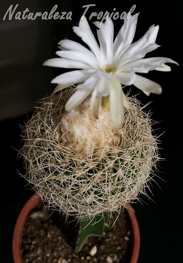 Otra foto del cactus Discocactus araneispinus florecido
