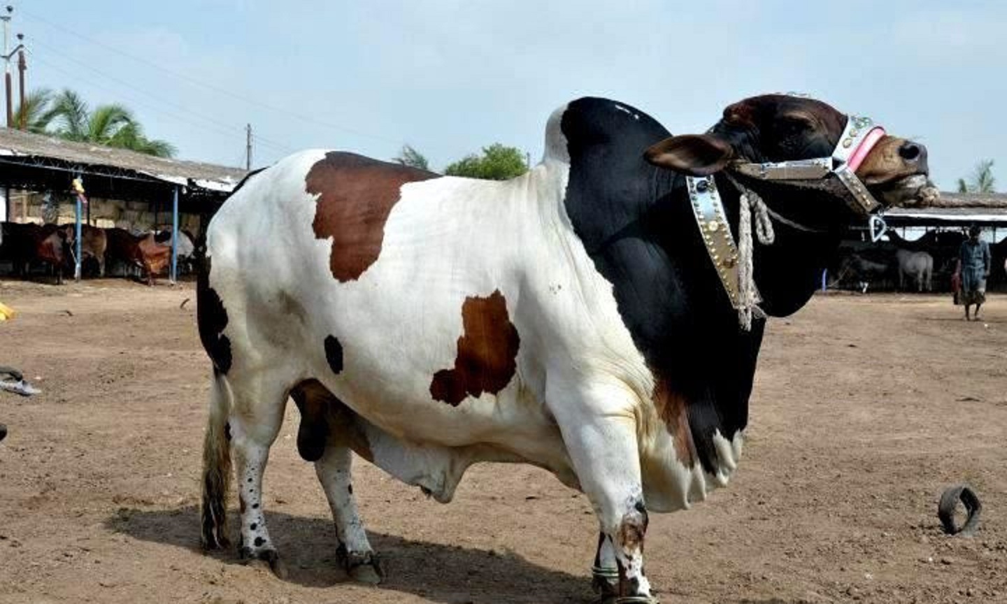 Eid Ul Eza Cow Qurbani Wallpapers hd - Beautiful Desktop HD Wallpapers