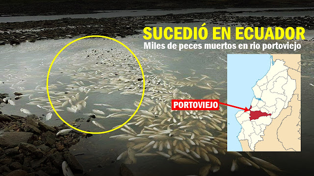 Los peces claramente contaminados con petróleo, han muerto, a su vez toda la vida en el mismo rio, generando un ambiente toxico para el mismo.