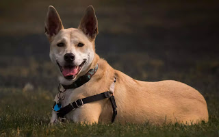 12 Best dog for Indian climate