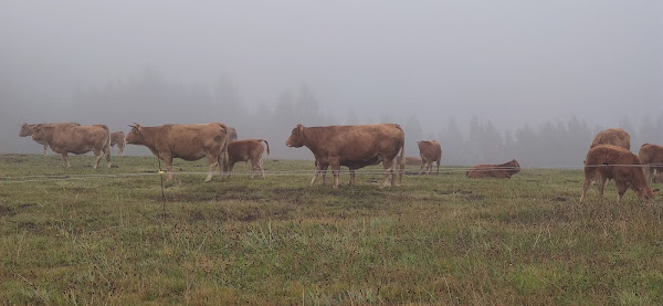 Pastos con vacas en la niebla. Piedrafitela